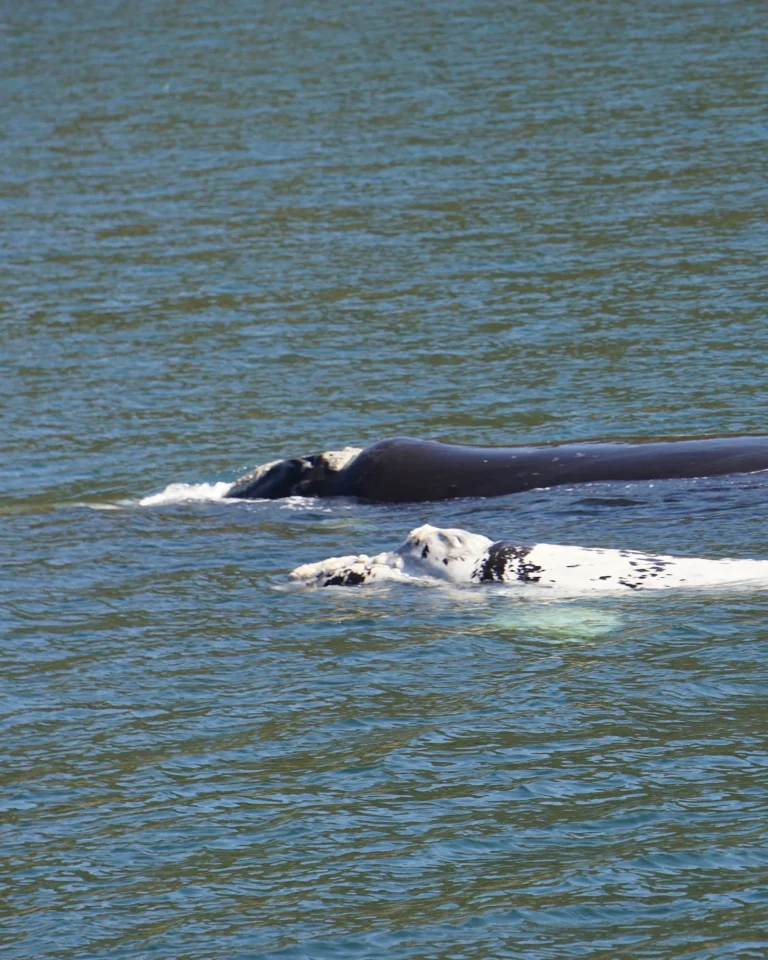 Mother Southern Right Whale with her calf surfacing in Simon's Town.