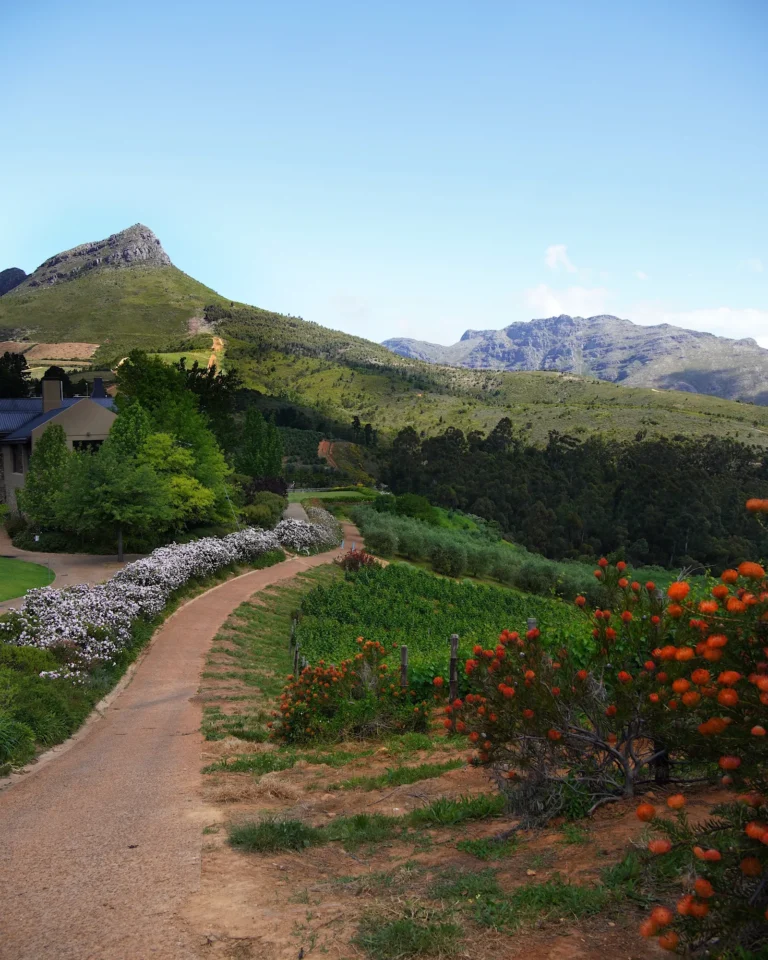Hiking trail at Tokara Wine Estate with pincushion flowers and mountain view.