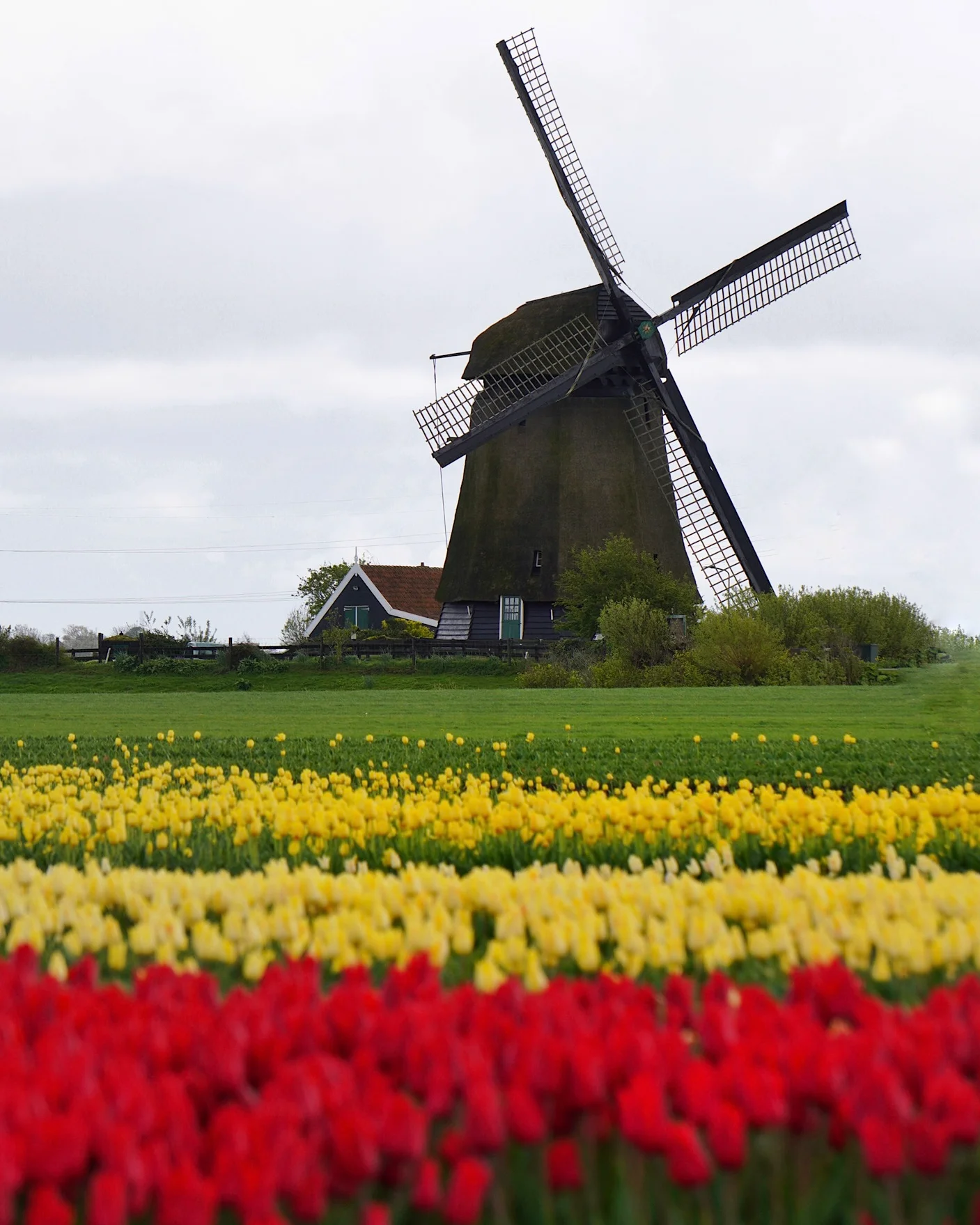 Traditional windmill with red and yellow tulips in the foreground on the tulip route.