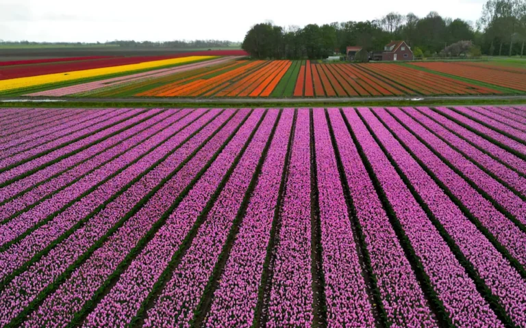 Aerial view of many colorful tulip fields in orange, purple, pink and yellow in the Netherlands.