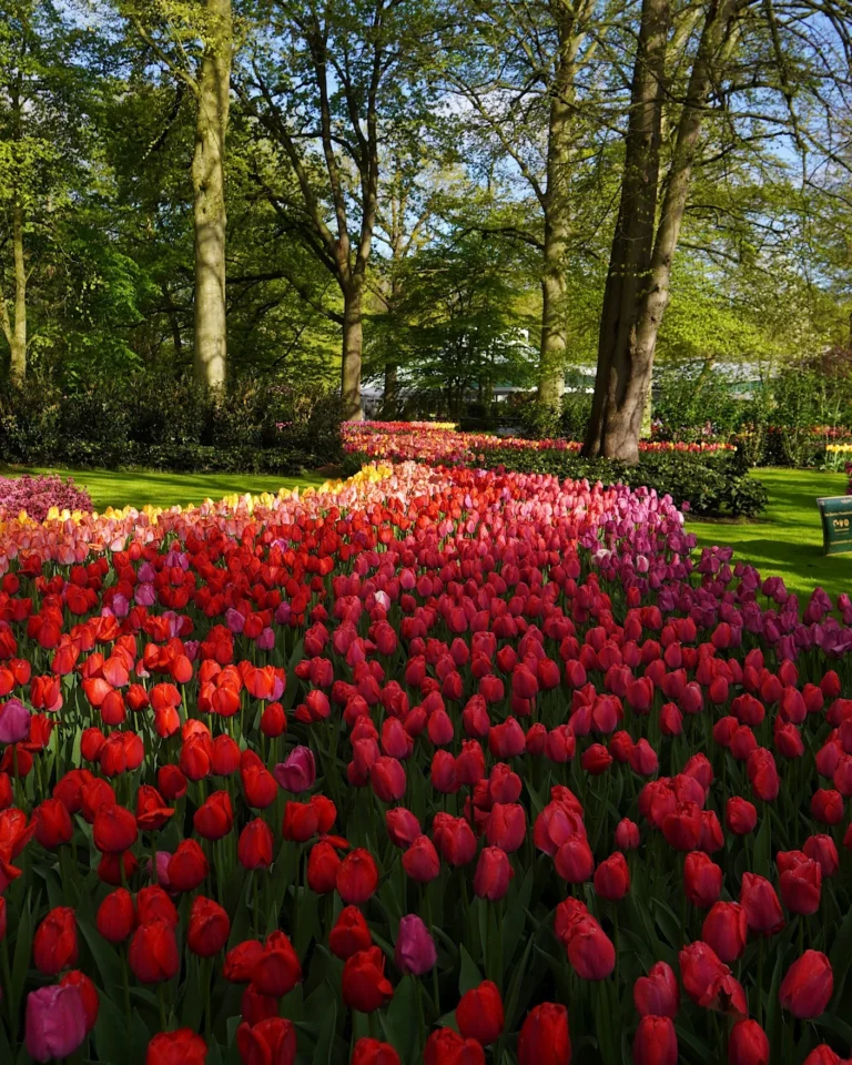 Rote und pinke Tulpen auf einer grünen Wiese im Keukenhof, von der Sonne angestrahlt.