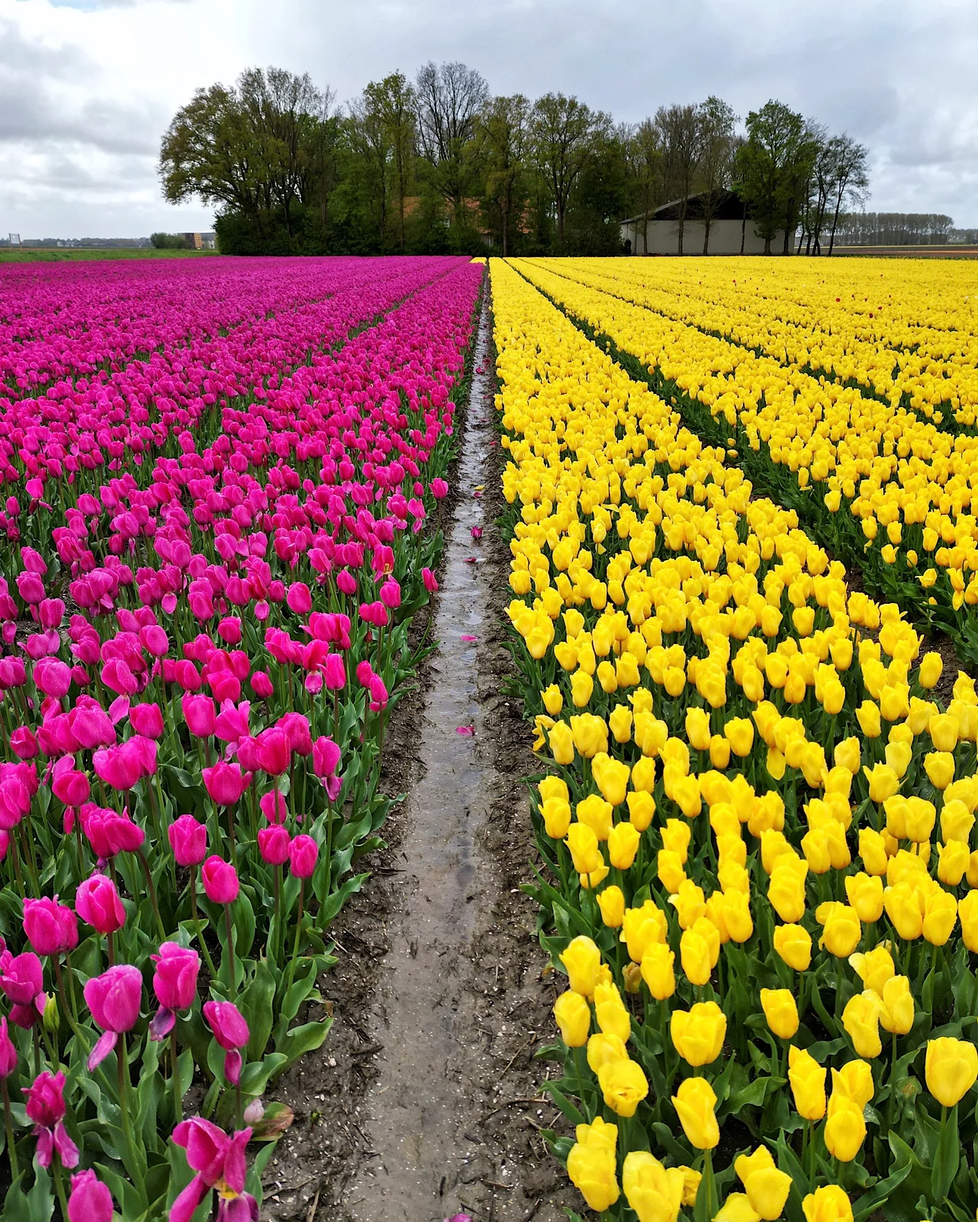 Tulip field with pink rows on the left and yellow rows on the right.