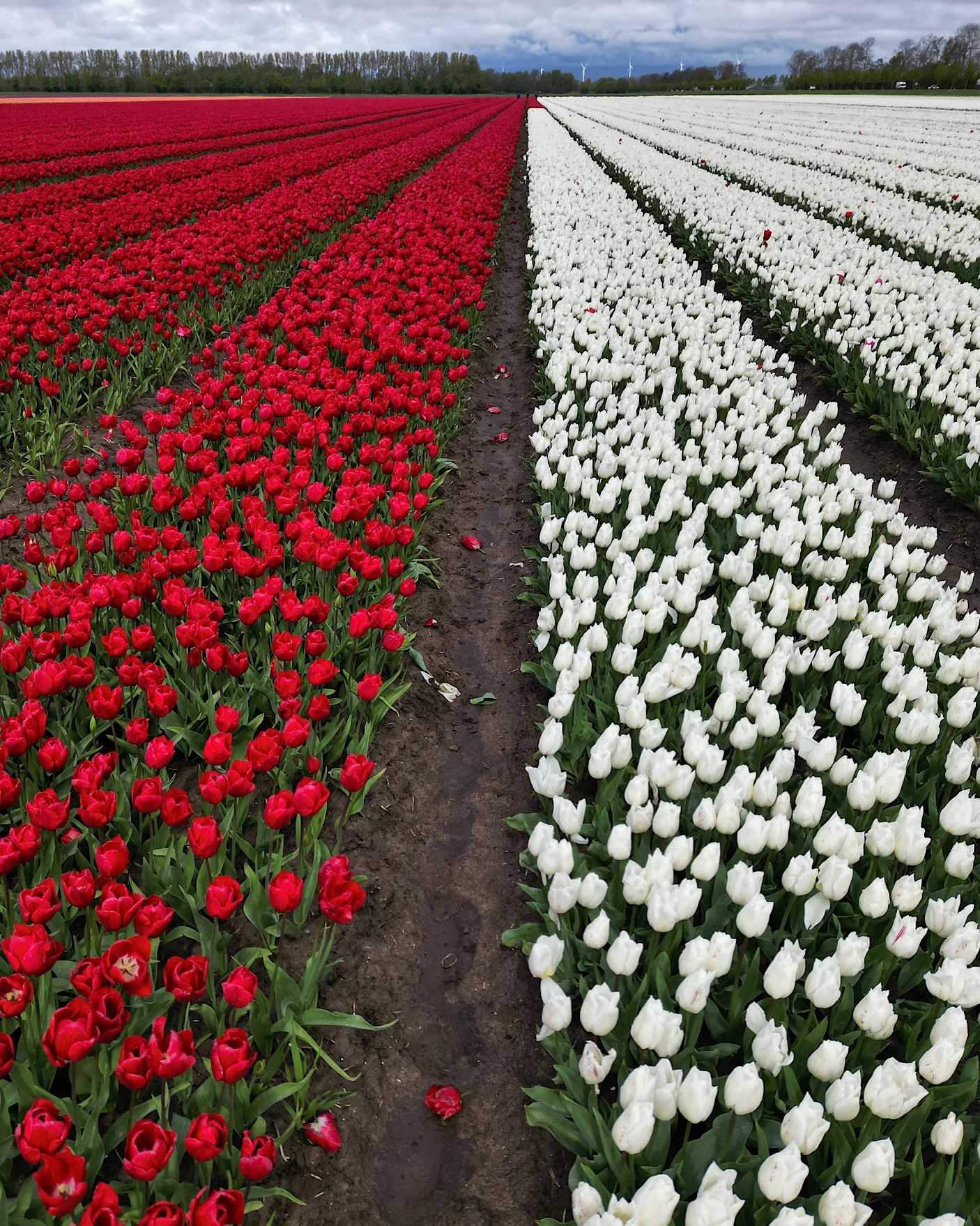 Tulip field with red rows on the left and white rows on the right in netherlands.