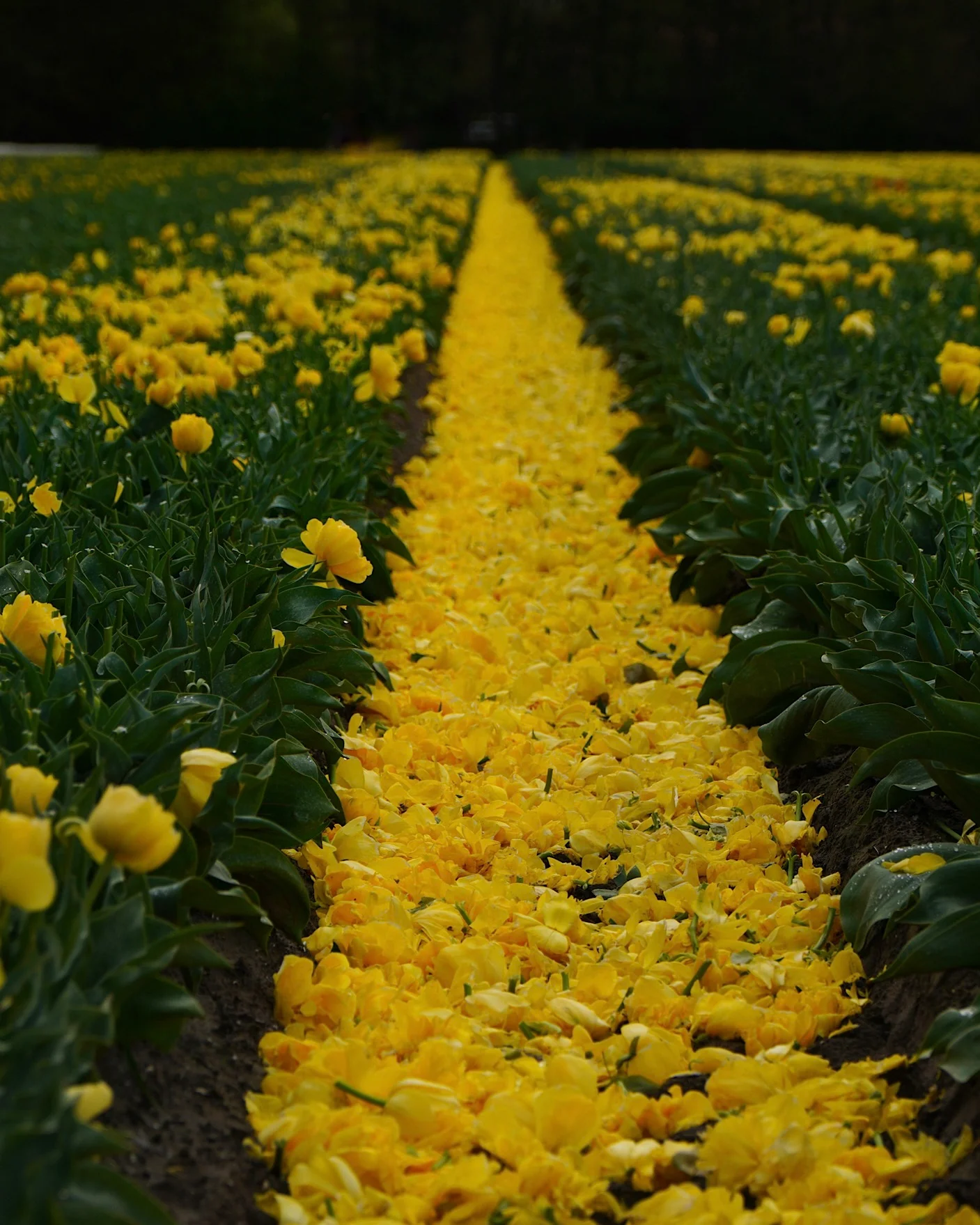 Mowed yellow tulip field with petals lying in the central rows taken in netherlands.