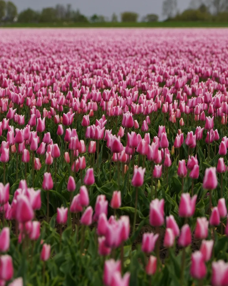 Großes Feld mit rosa-weißen Tulpen an der Tulpenroute Noordoostpolder.