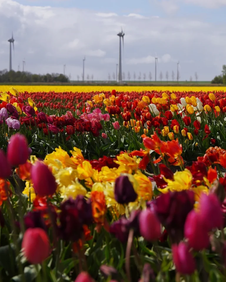 Bunte Tulpenreihen in Holland mit modernen Windrädern im Hintergrund.