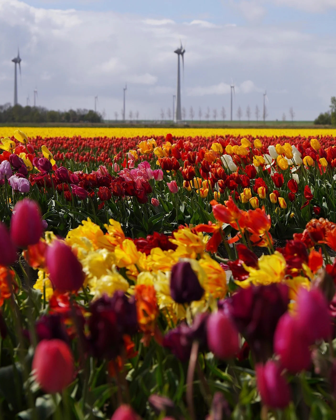 Colorful tulip rows in the netherlands with modern wind turbines in the background.