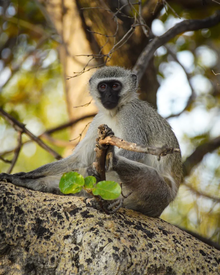 Close-up of a South African Vervet monkey on a tree in Mabula Game Lodge.