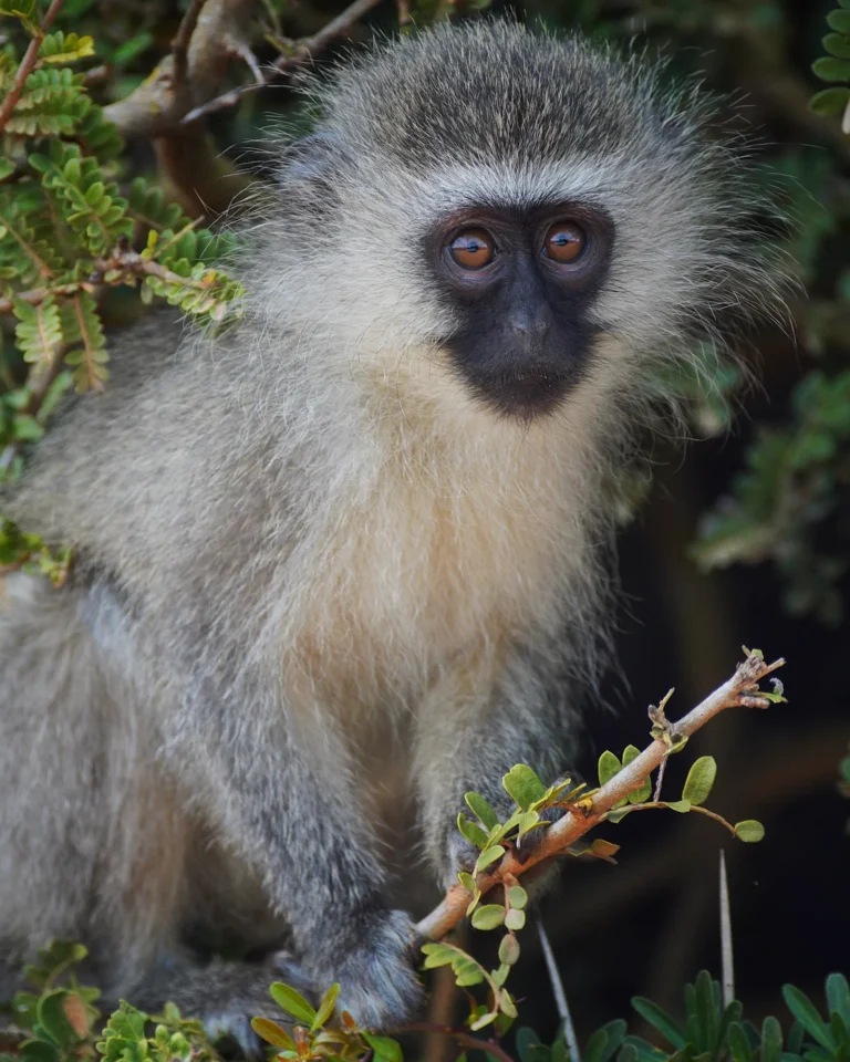 Close-up of a Vervet monkey in a tree at Addo Elephant National Park.