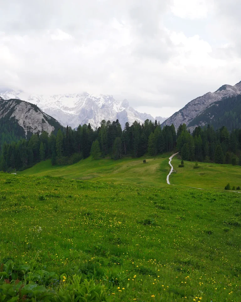 Ein schmaler Pfad schlängelt sich durch blühende Almwiesen in den Hochalpen.