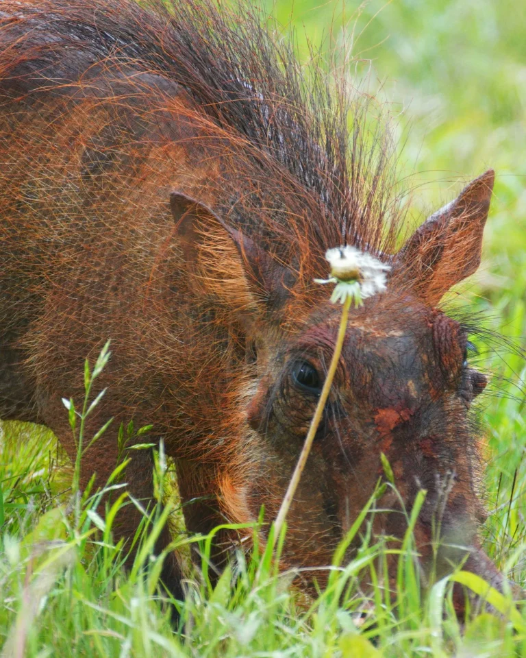 A muddy brown warthog digging in the grass next to a small white flower.