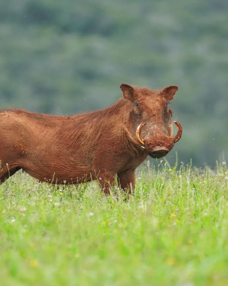 Close-up of a warthog covered in brown mud looking into the camera.