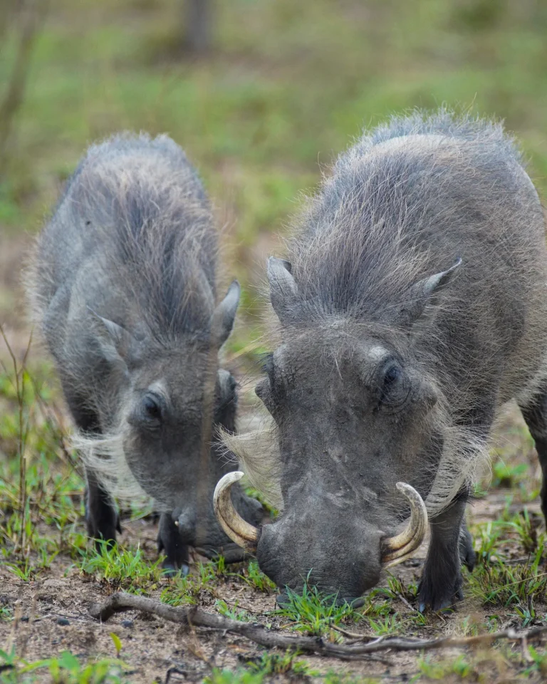 Two warthogs in Kruger National Park digging in the ground.