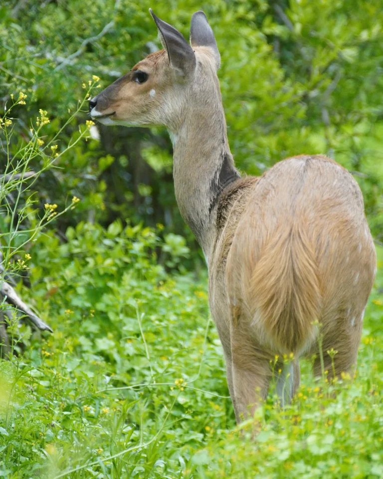 A female nyala eating green twigs from a bush in the Addo Elephant Park savannah.