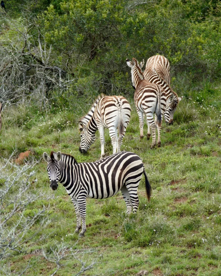 A group of zebras in the vast green plains of Addo Elephant National Park.