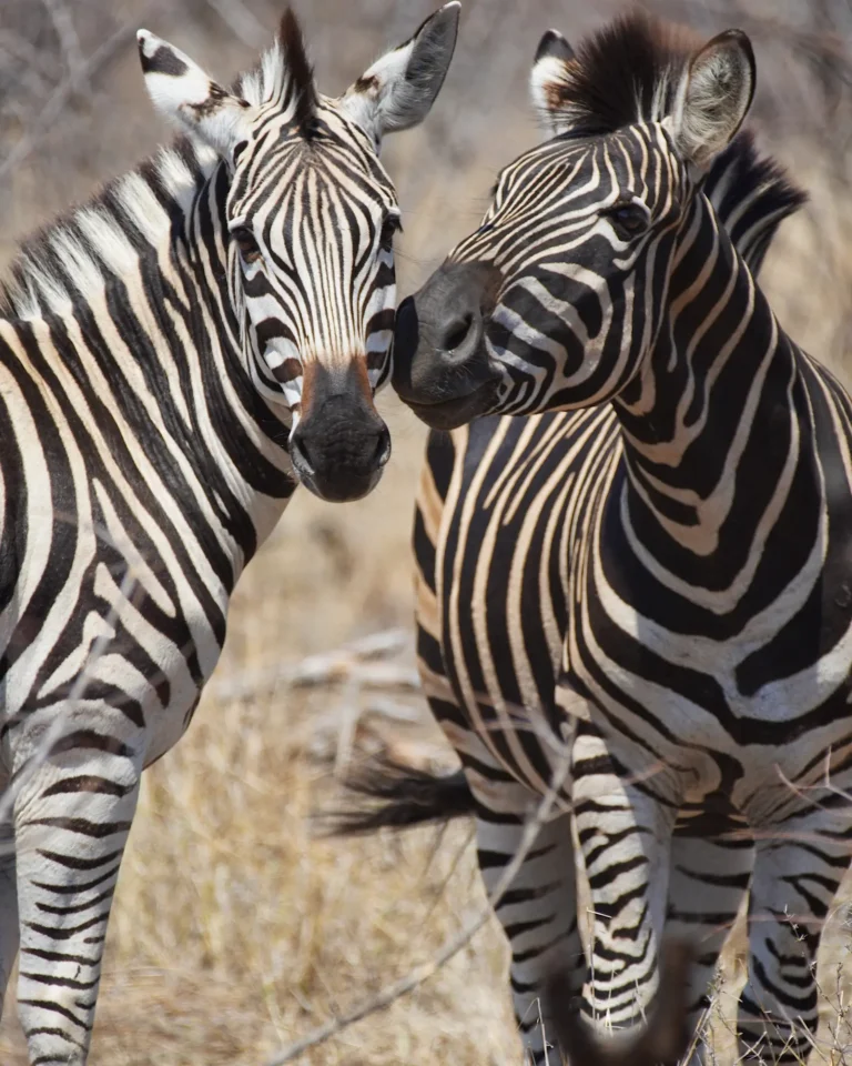 zebras-kissing-close-up-kruger