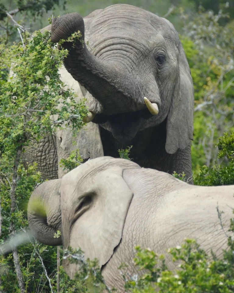 Close-up of two African elephants eating from a bush in Addo Elephant Park.