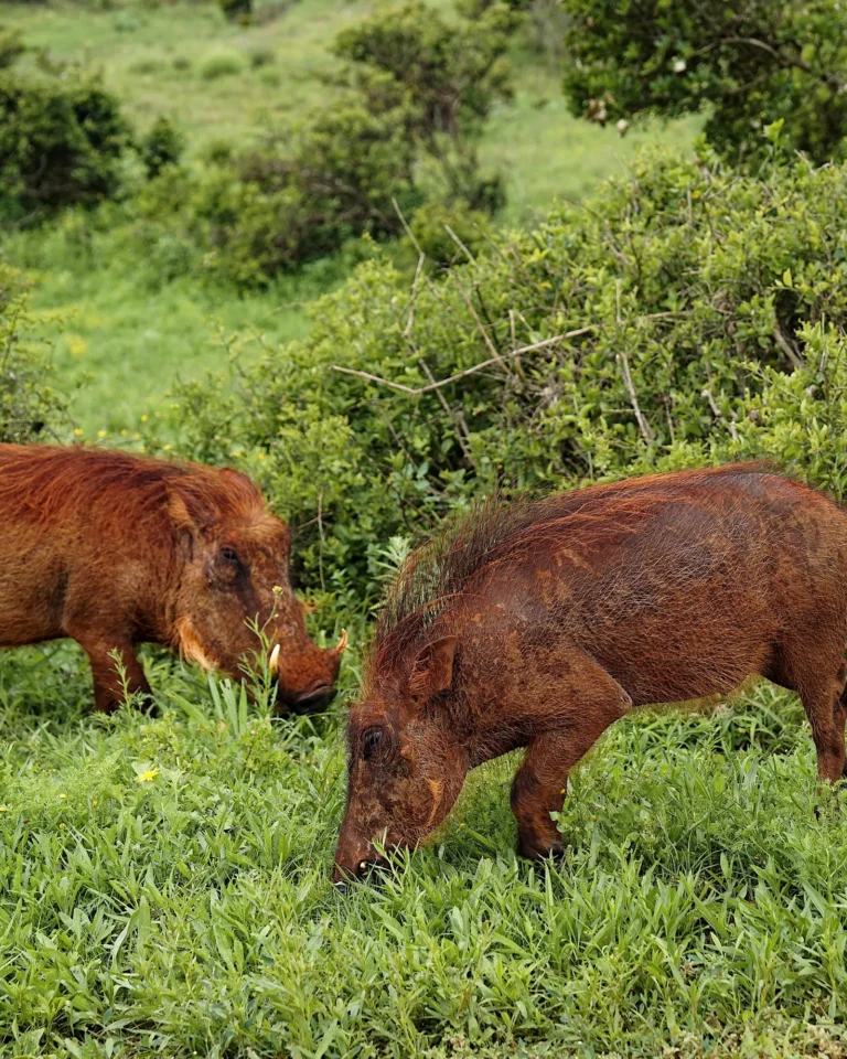 Two muddy brown warthogs foraging for food in the green savannah of Addo Park.