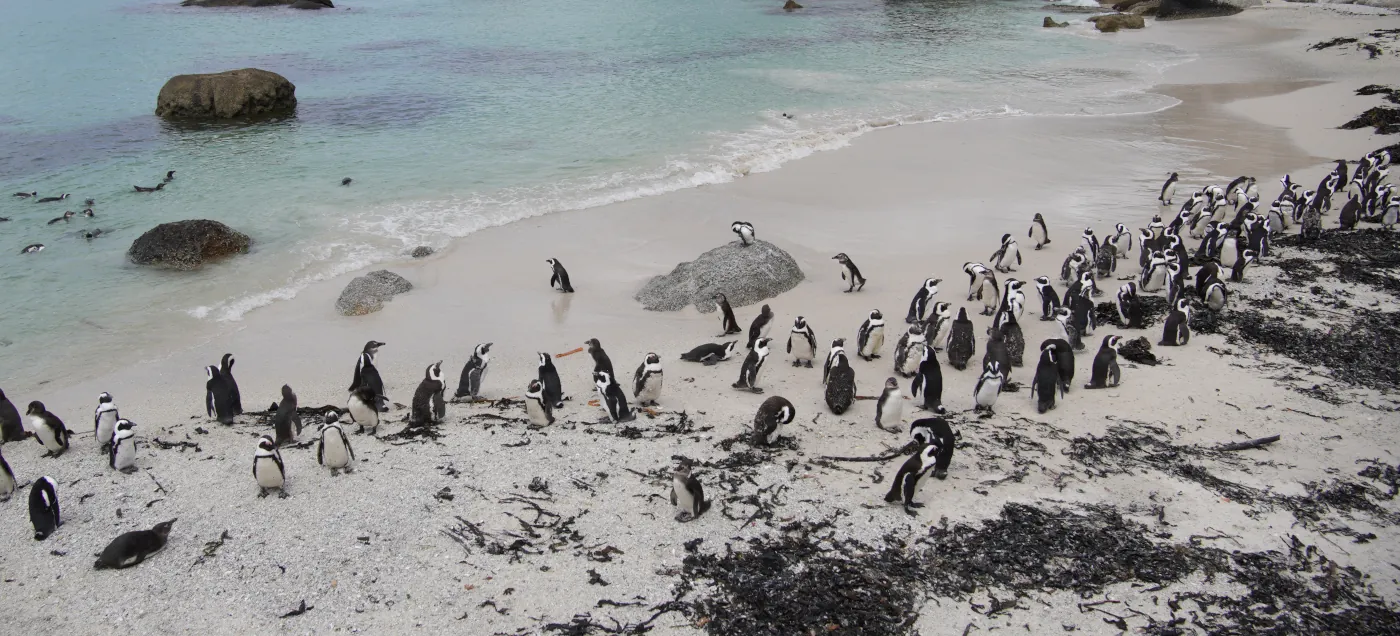 Große Gruppe von Brillenpinguinen am weißen Strand und im blauen Wasser am Boulders Beach, Südafrika.