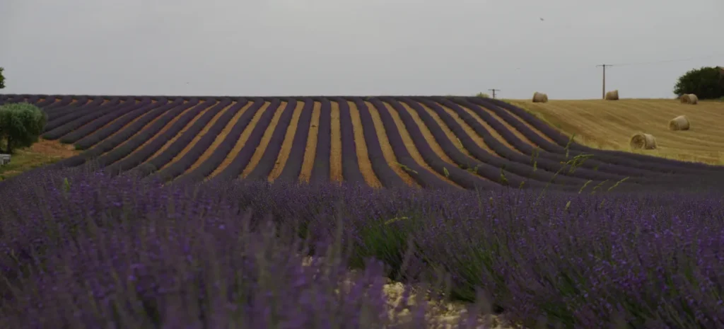 Blühendes Lavendelfeld in der Provence bei Sonnenuntergang in Frankreich.