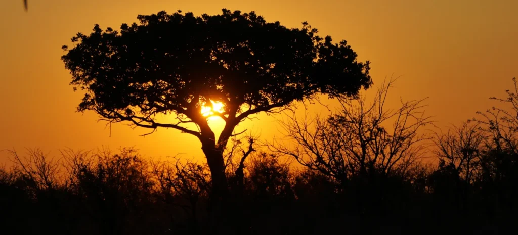 African sunset in Kruger National Park with the silhouette of a characteristic acacia tree.