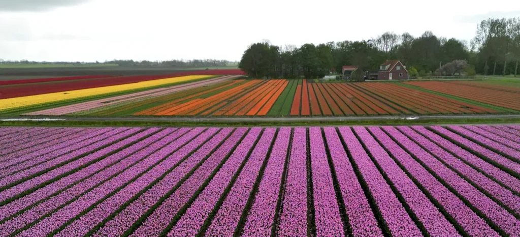 Draufsicht auf viele bunte Tulpenfelder in Orange, Lila, Pink und Gelb in den Niederlanden.