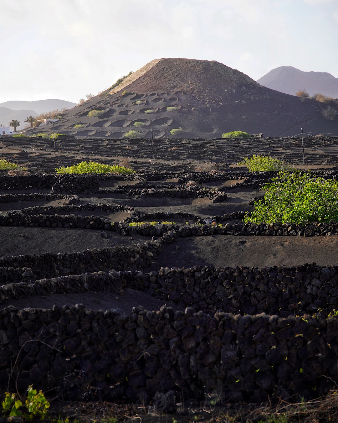 Typical grapevines in hollows of volcanic ash in La Geria, Lanzarote.