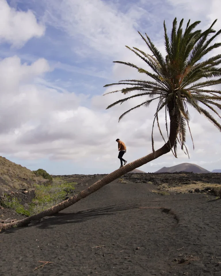 Man standing on the famous leaning palm tree in Lanzarote, Canary Islands.