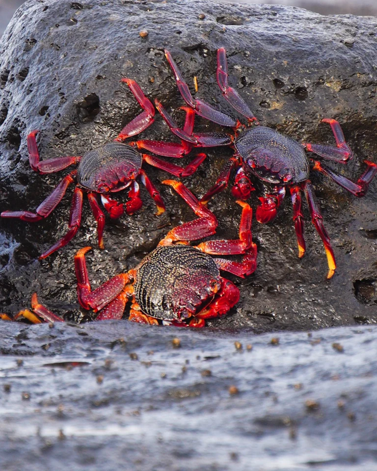 A bright red rock crab on black lava rocks at Tenesar beach, Lanzarote.