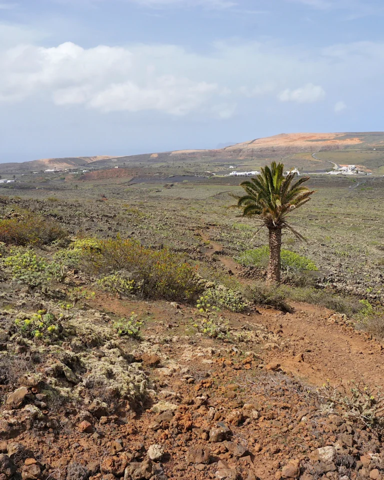 Landscape view during the Volcán de la Corona hike with a palm tree in the foreground, Lanzarote.