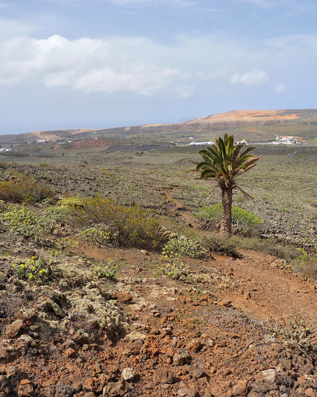 Landscape view during the Volcán de la Corona hike with a palm tree in the foreground, Lanzarote.