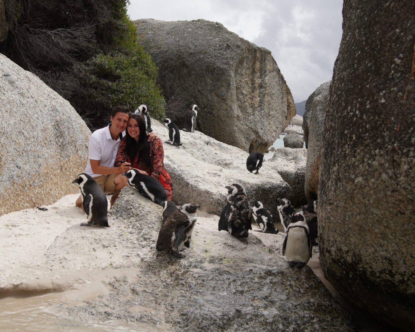 Simons Town Penguins