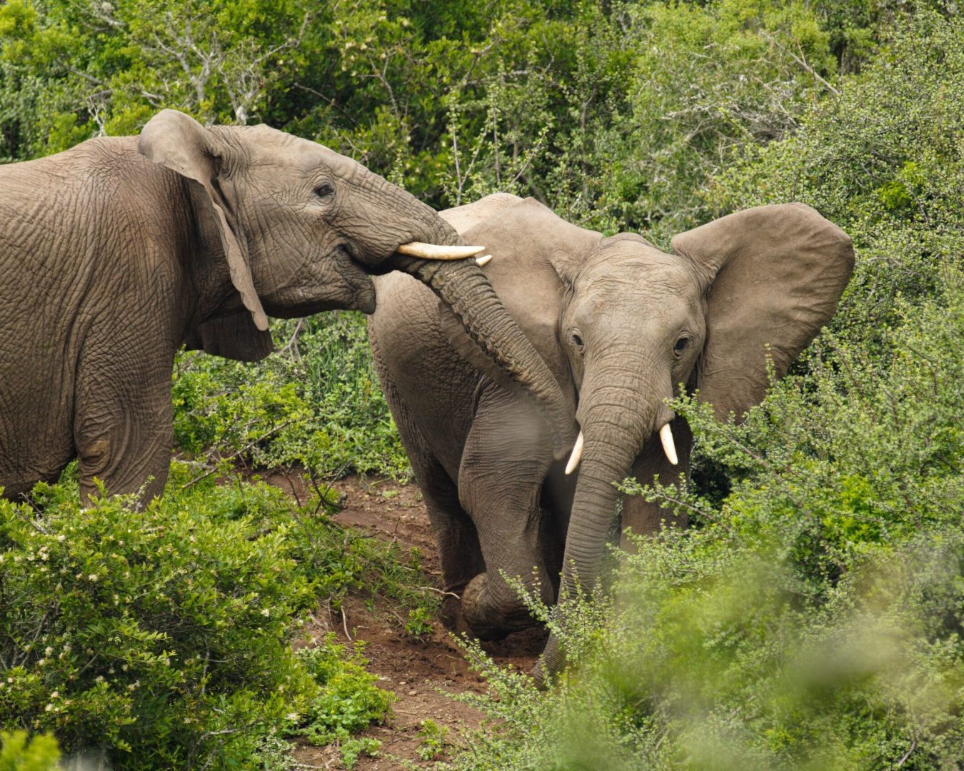 South Africa Kruger Elephants